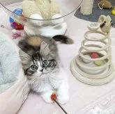 スコティッシュストレート【長野県・女の子・2025年8月11日・キャリコ】の写真5「猫じゃらしが大好き」