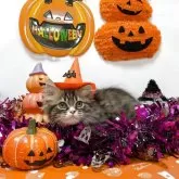 スコティッシュストレート【長野県・男の子・2025年8月11日・ブラウンタビー&ホワイト】の写真6「ハッピーハロウィン‼️🎃」