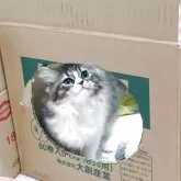 スコティッシュストレート【長野県・女の子・2025年8月11日・キャリコ】の写真8「箱の中に入るのも好きなコリンちゃん」