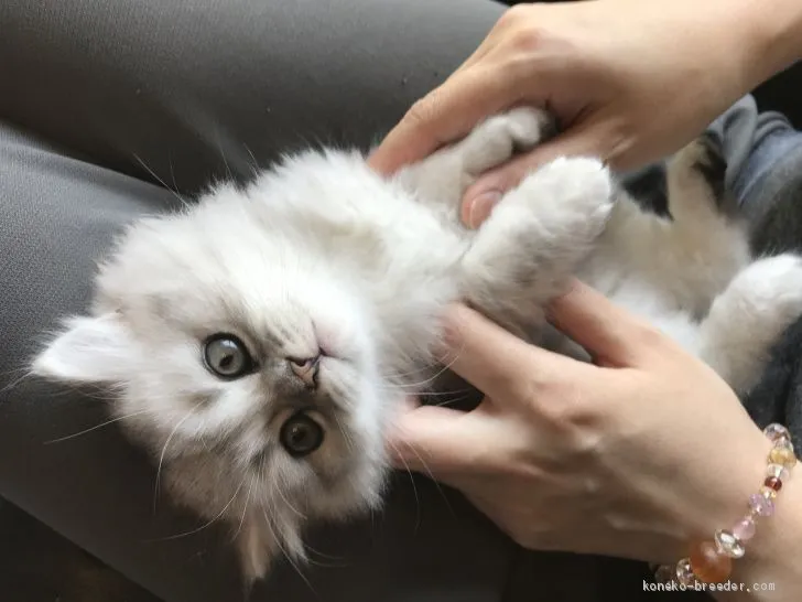 ID：2005-02478の子猫
