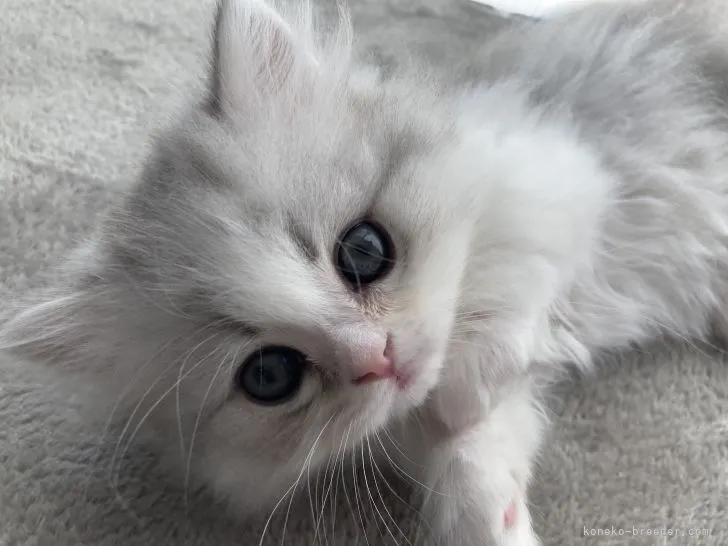 ID:2201-00222の子猫