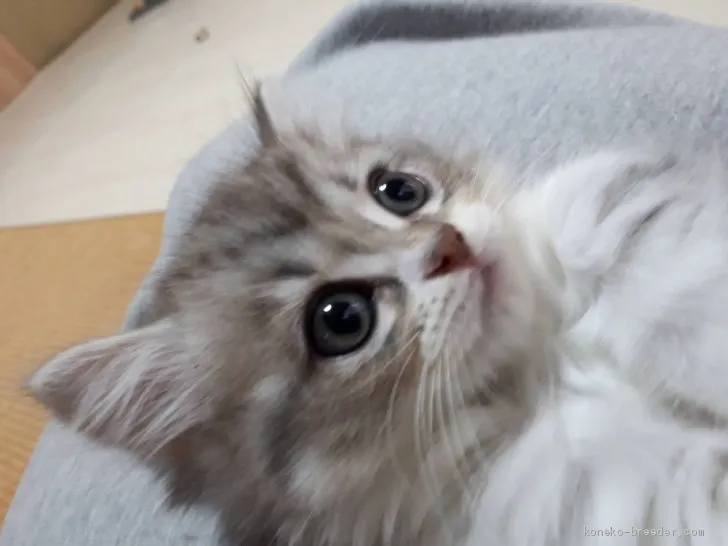 ID：2009-01630の子猫