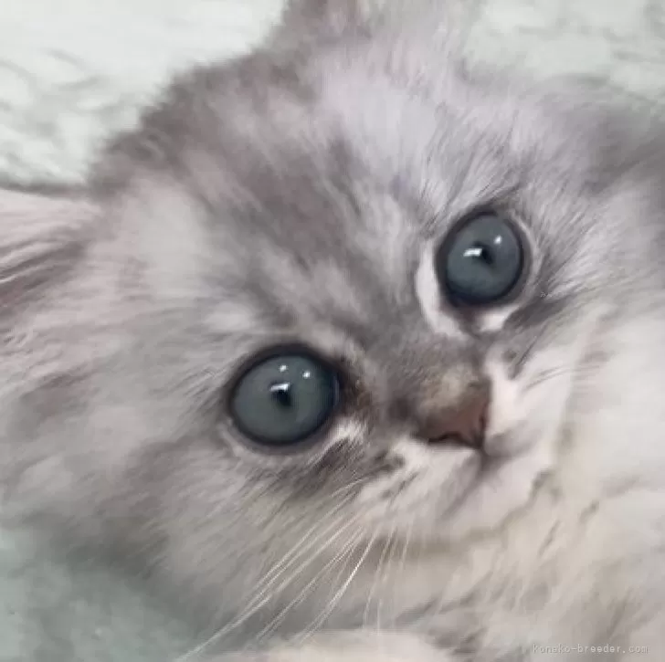 ID：2407-03372の子猫