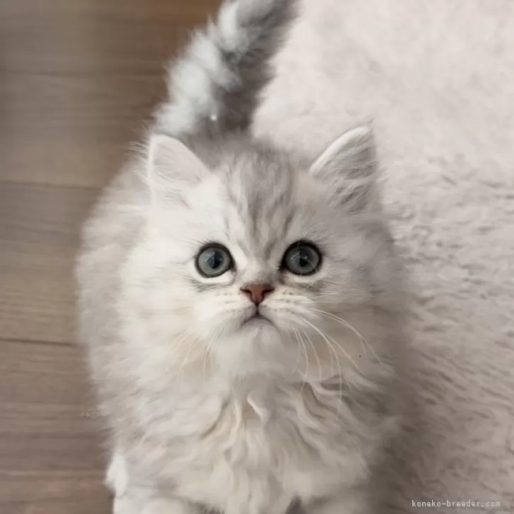 MmM 様のお迎えした子猫