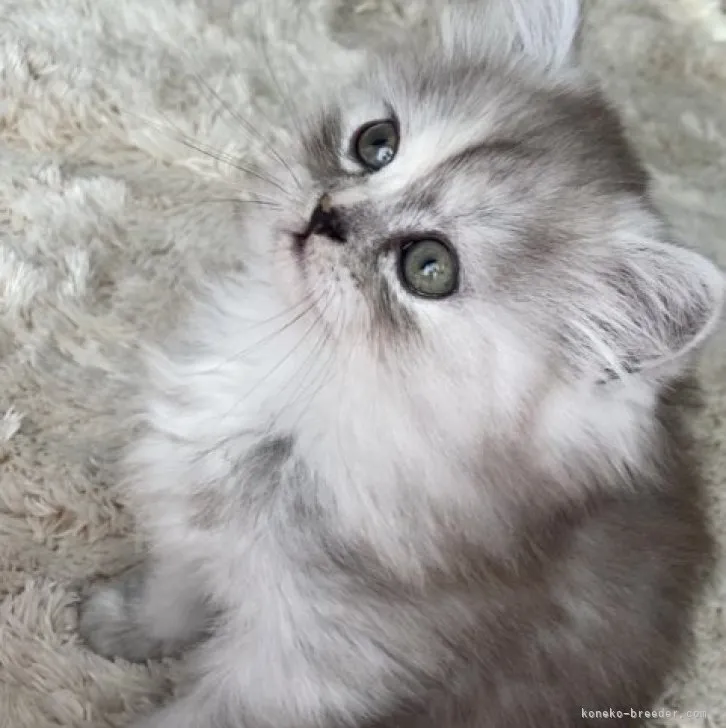 ID：2311-02182の子猫