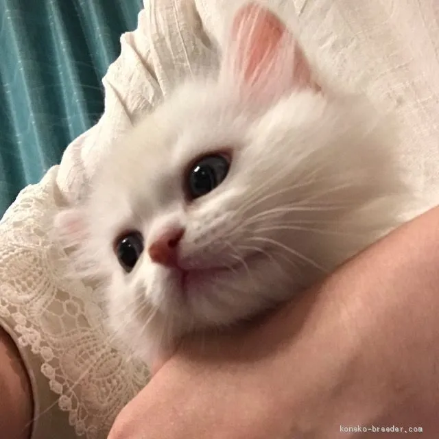 ID：2005-01340の子猫