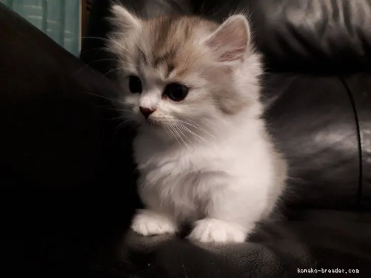 ID:2009-01629の子猫
