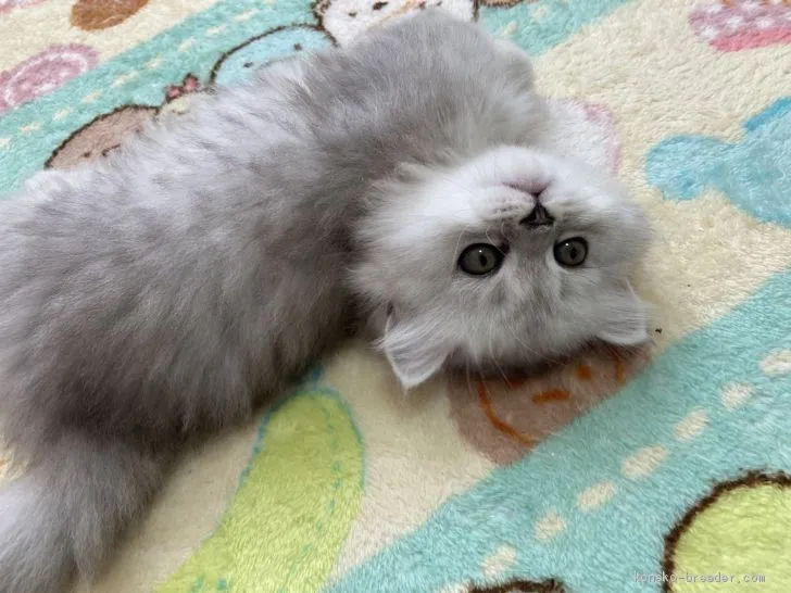 ID:2010-00430の子猫