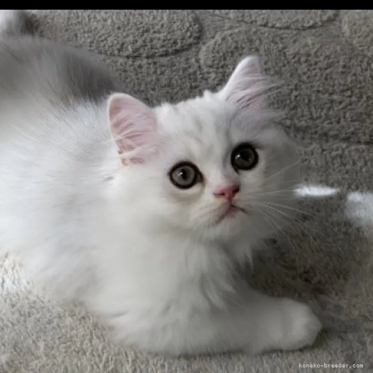ID:2309-01525の子猫