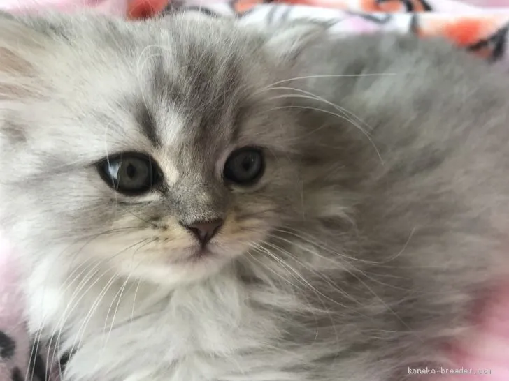ID：1911-01845の子猫