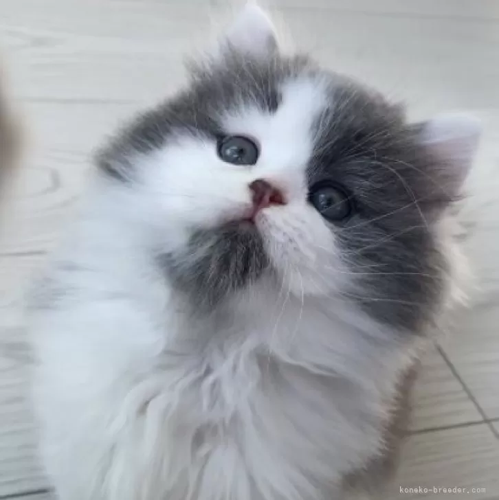 ID:2401-00414の子猫