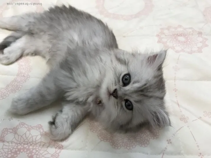 ID：2007-01491の子猫