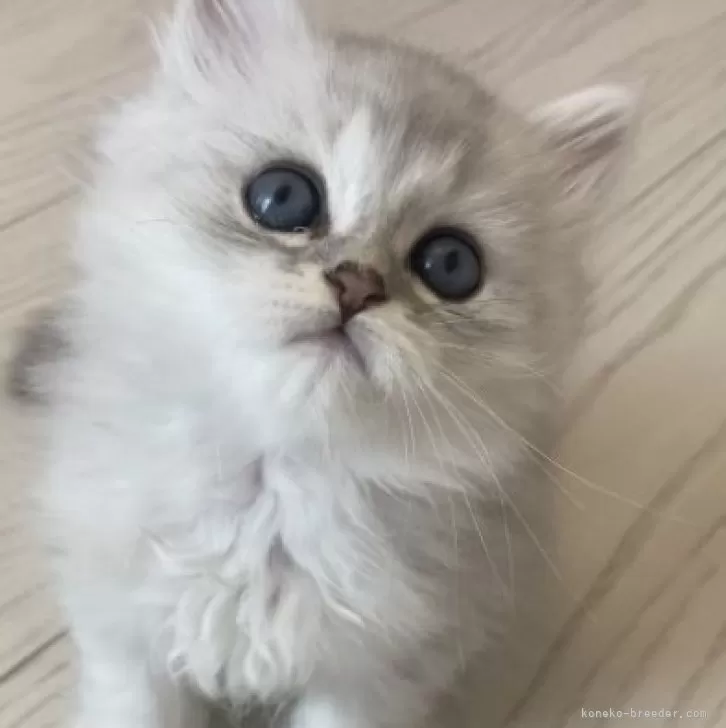 ID：2407-03359の子猫