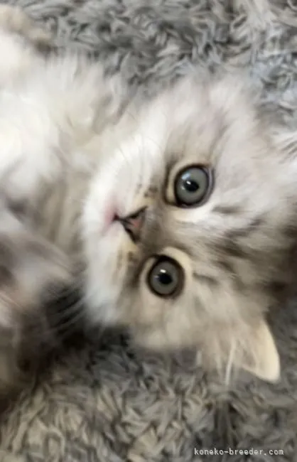 ふみふみ 様のお迎えした子猫