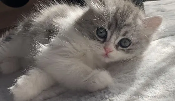 ID:2201-00195の子猫
