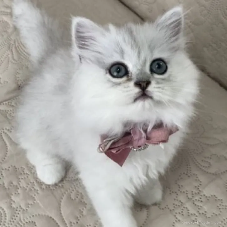 ID：2308-00134の子猫