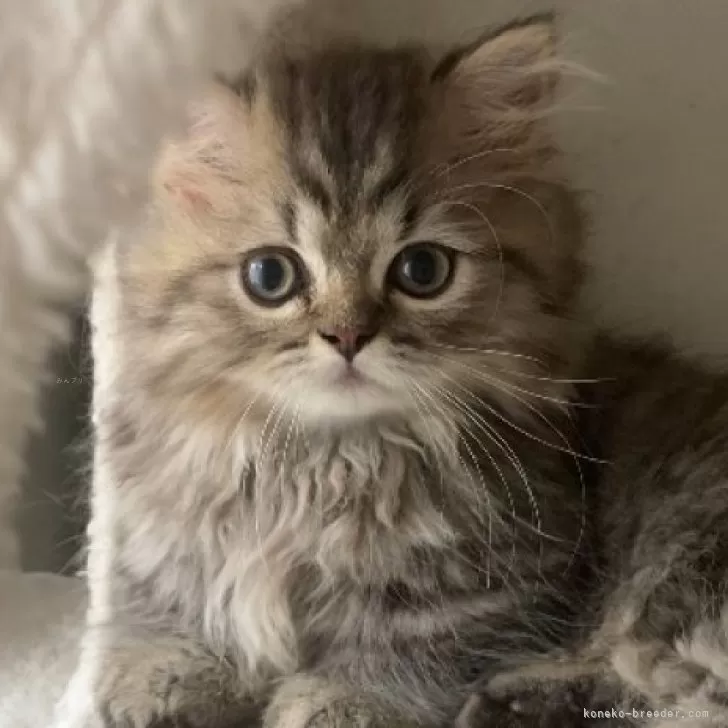 ID:2407-00942の子猫