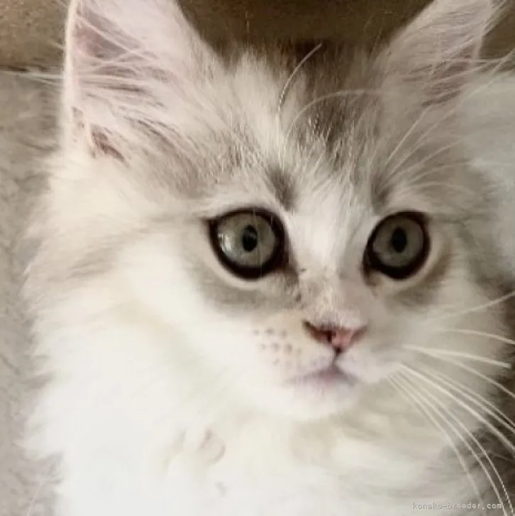 ID：2307-02652の子猫