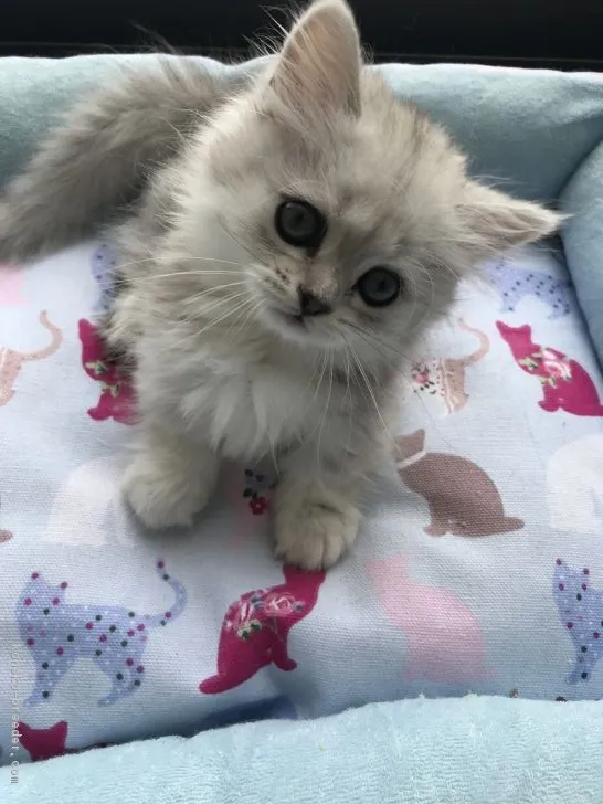ID:1807-01585の子猫