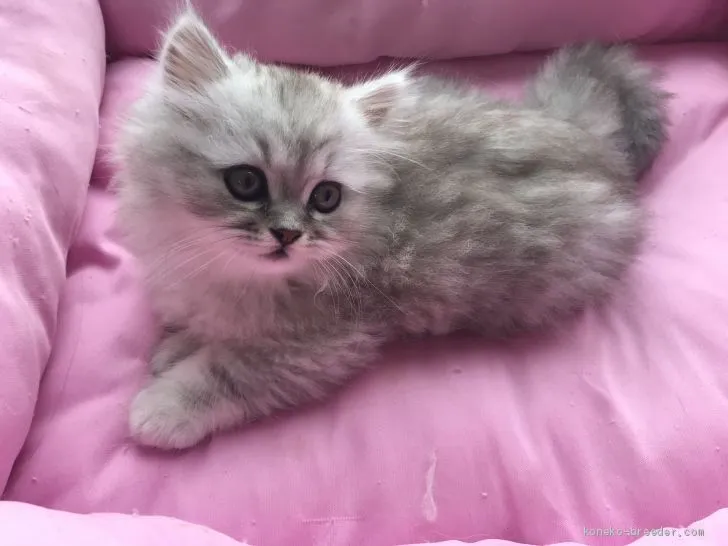 ID：1905-01559の子猫