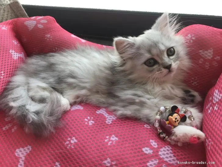 ID：1908-01422の子猫