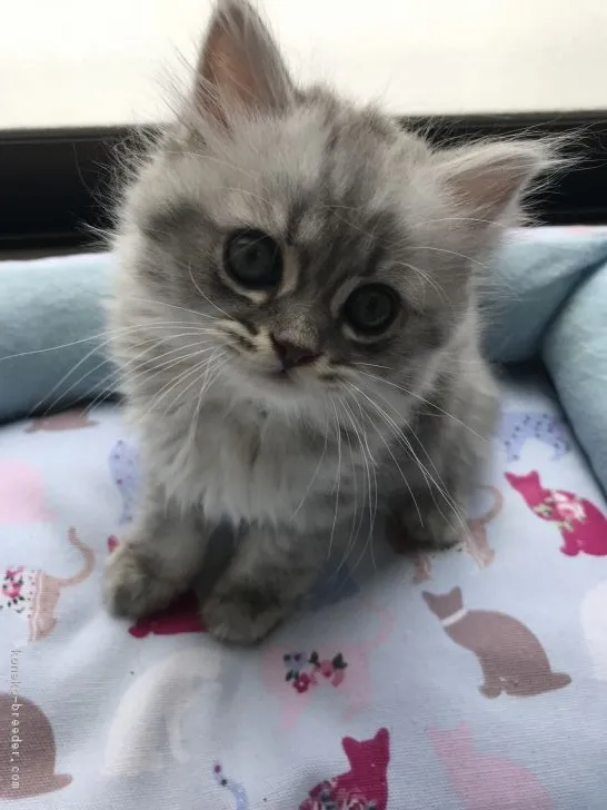 ID:1807-01583の子猫