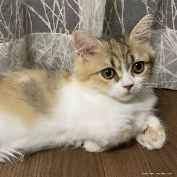 ID:2307-01724の子猫