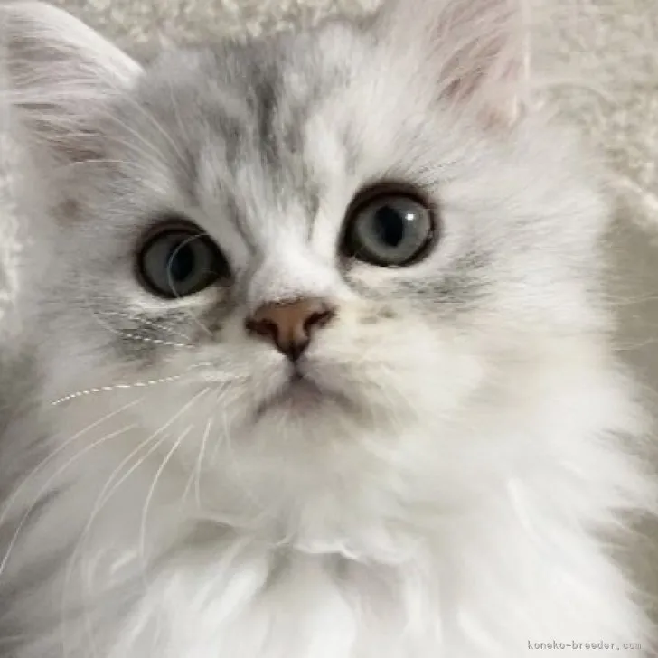 ID：2309-01530の子猫