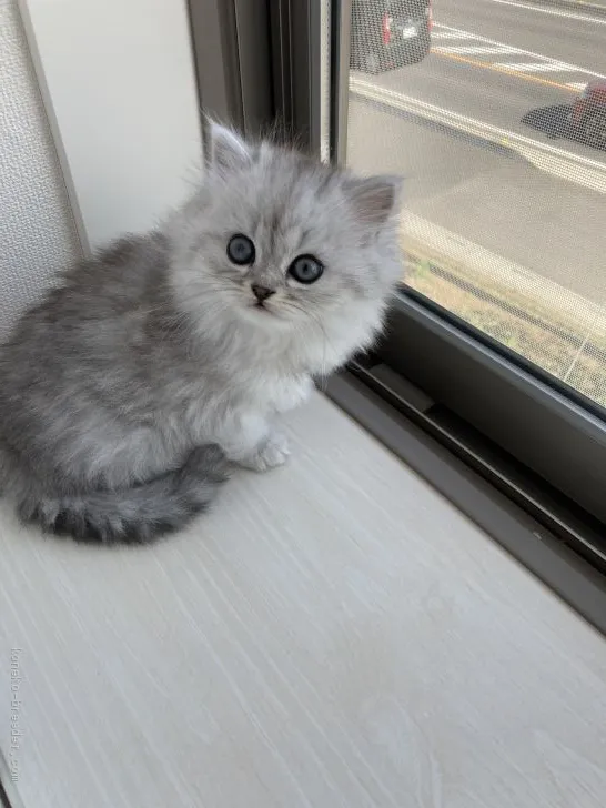 ID：2011-01052の子猫