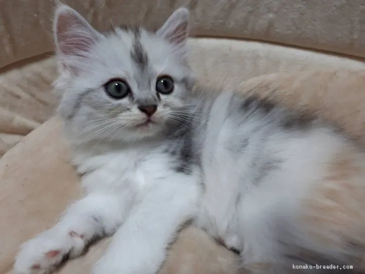 ID：1907-00358の子猫