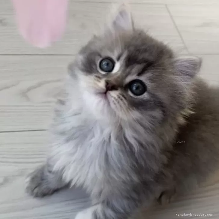 ID:2401-00406の子猫