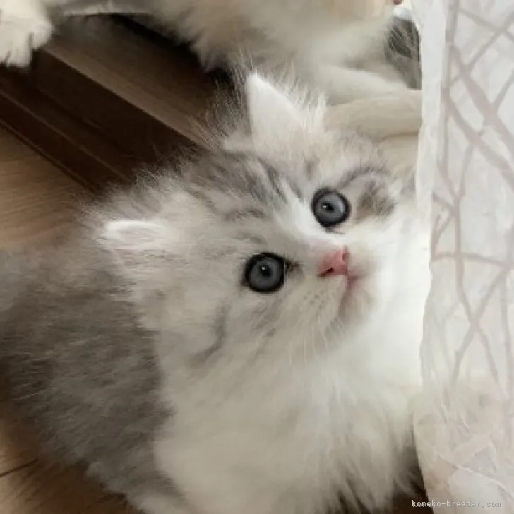ID:2311-00691の子猫