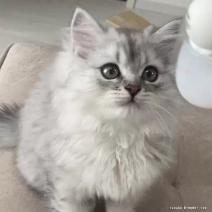 ID:2408-02495の子猫