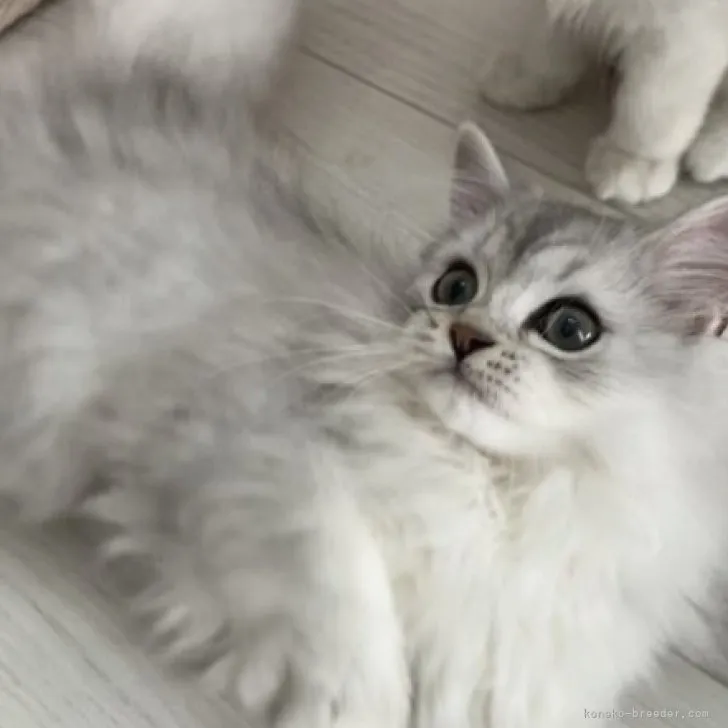 ID：2308-00130の子猫