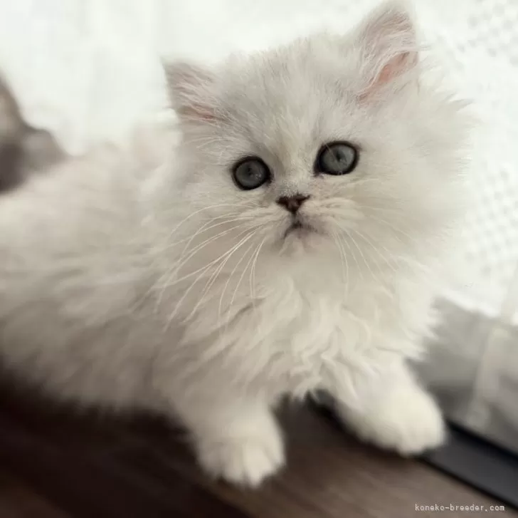 ID:2412-00281の子猫