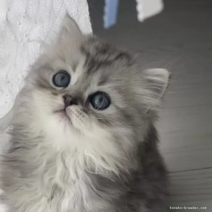 ID:2405-03738の子猫