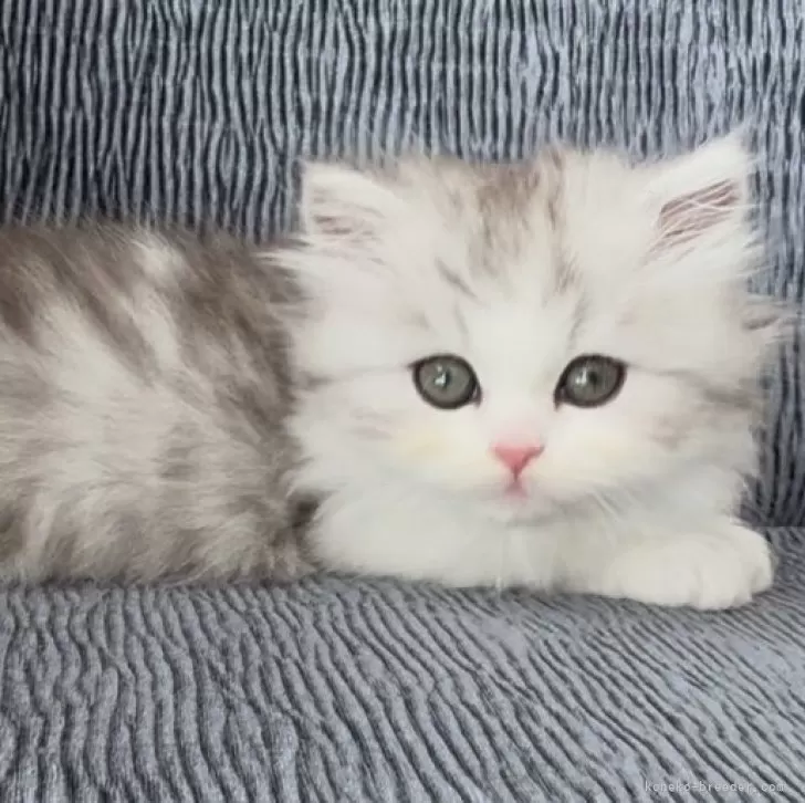 ID：2412-00292の子猫