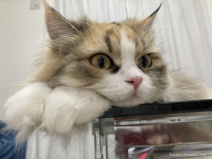 ミヌエット【・女の子・2020年4月16日・キャリコ】