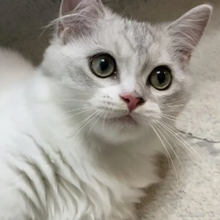 ID：2307-01764の子猫