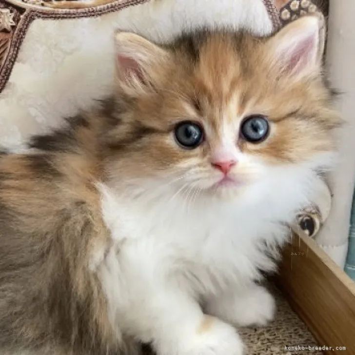 ID：2311-00363の子猫