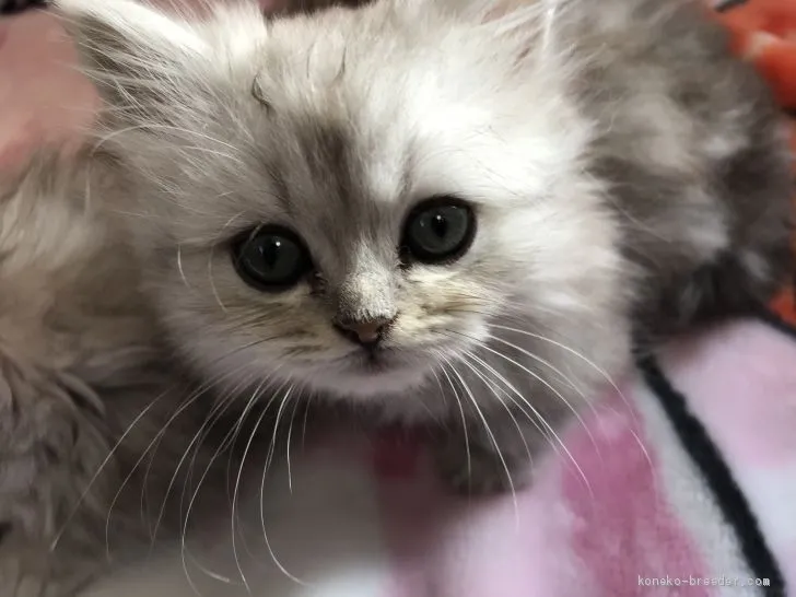 ID：1911-01842の子猫