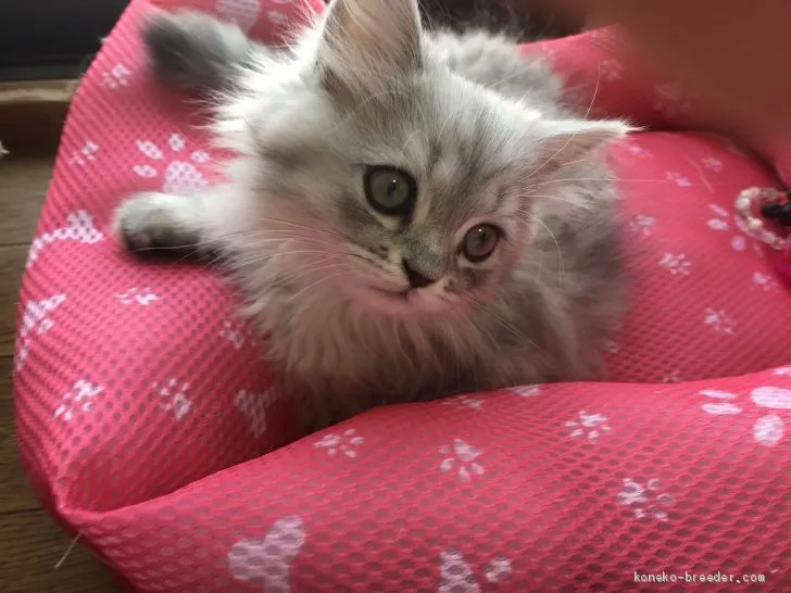 ID：1908-01430の子猫