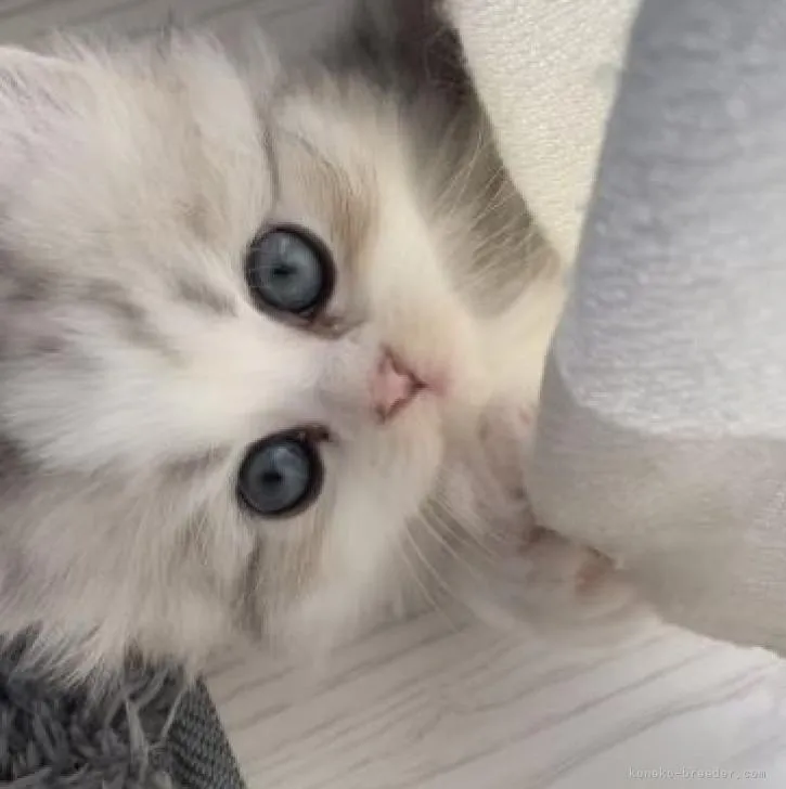 ID:2301-01601の子猫