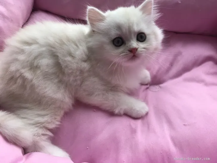 ID:1905-01562の子猫