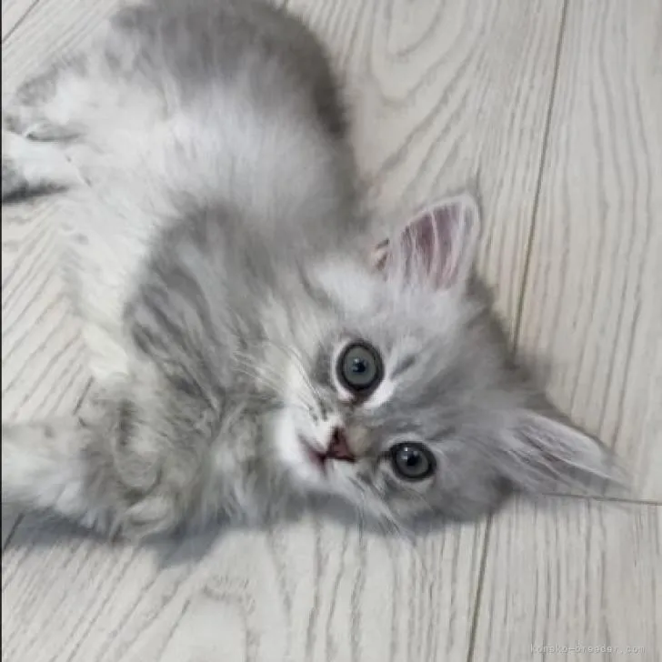 ID：2207-02151の子猫