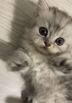 ミヌエット【埼玉県・女の子・2021年6月5日・シェーデッドシルバー（ロング）】の写真「ペットモデルタイプの短足女の子」