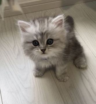 ミヌエット【埼玉県・男の子・2021年6月5日・シェーデッドシルバー（ロング）】の写真「ペットモデルタイプ(長足君)」