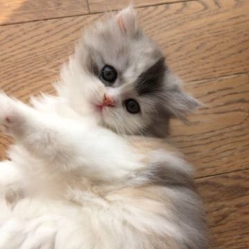 ミヌエット【埼玉県・女の子・2019年9月17日・ダイリュートキャリコ（ロング）】の写真「パステル三毛の長足ちゃん」