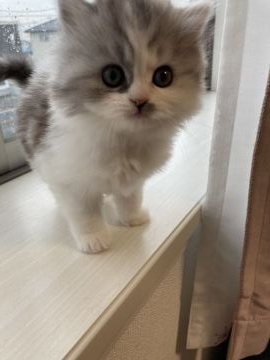 ミヌエット【埼玉県・女の子・2021年2月27日・キャリコ（ロング）】の写真「三毛の女の子」