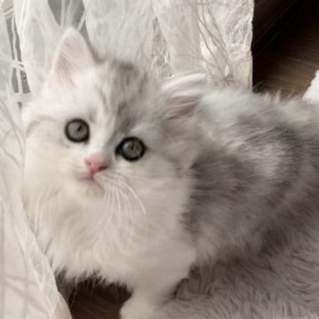 ミヌエット(長足)【埼玉県・女の子・2024年2月19日・ブルータビー&ホワイト（ミディアム～ロング）】の写真「きりりとしたお目々の女の子ちゃん♥️」